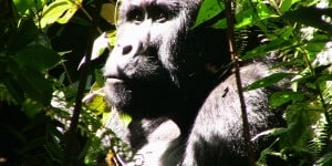 Ugandan gorilla